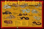 Free Arizona Rattlesnakes Poster
