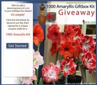 1000 Amaryllis Giftbox Kit Giveaway