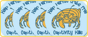 hermit-crab-stickers