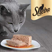 sheeba-cat-food