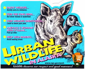 urban-wildlife