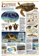FREE Florida Sea Turtle Life History Poster