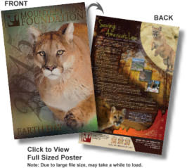 FREE Mountain Lion Poster