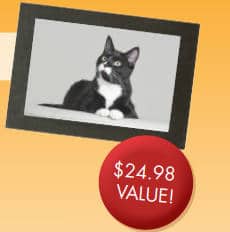 FREE Photo Session for Your Cat and 8x10 Print at JCPenney Portraits