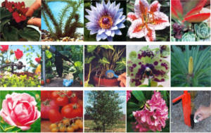 FREE Gardenlink Plant Food Sample