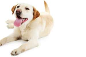 FREE Whimzees Dog Treats Sample