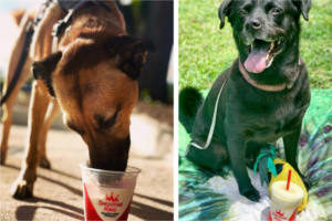 FREE Frozen Yogurt for Your Dog at Smoothie King