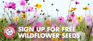 FREE Wildflower Seeds