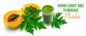 Papaya Leaf Tea