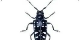 Asian Longhorned Beetle Magnet