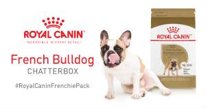 FREE Royal Canin French Bulldog Chat Pack